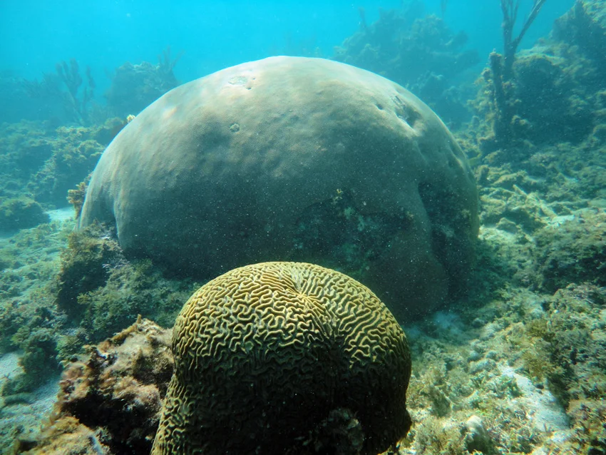 Some of the large brain coral outside the wrecking area