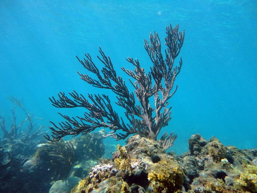 New post wrecking coral growth next to granite blocks in the shallows