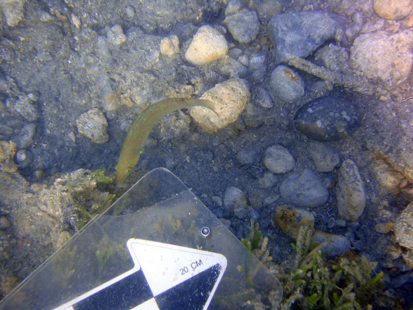 A mixture of rounded small river ballast stones and blue flints