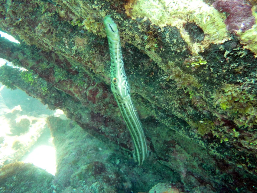 There was always one of our friends watching us!
