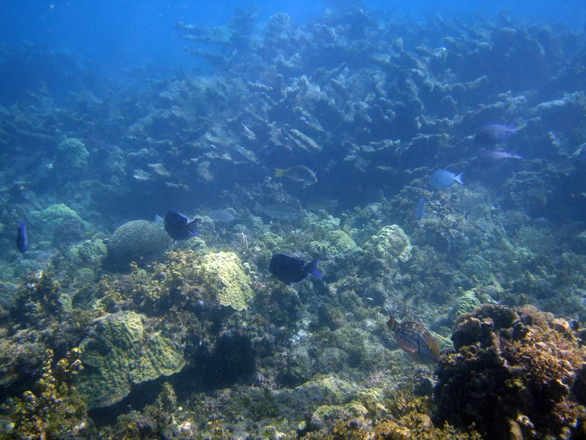 New staghorn coral growth on top of the destroyed coral on the deeper eastern side of the shipscape