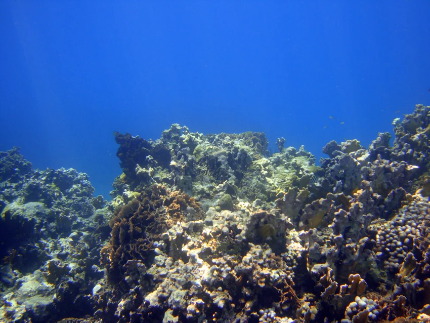 The remains of the bases of staghorn coral which were destroyed in the wrecking process, on the way to the dropoff