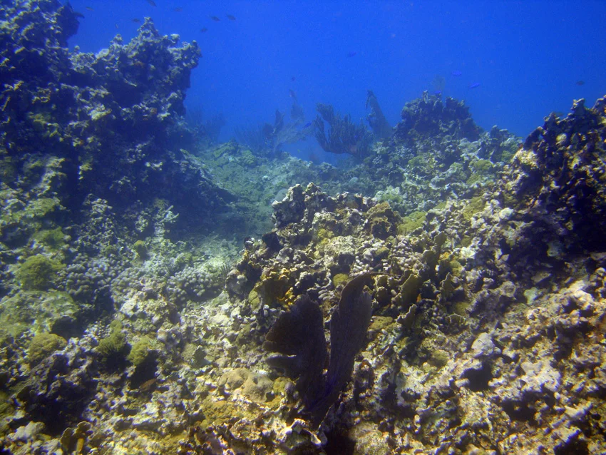 The route to the drop off from the wreck site, with the total absence of elkhorn and staghorn coral which was destroyed in the wrecking and has not regrown