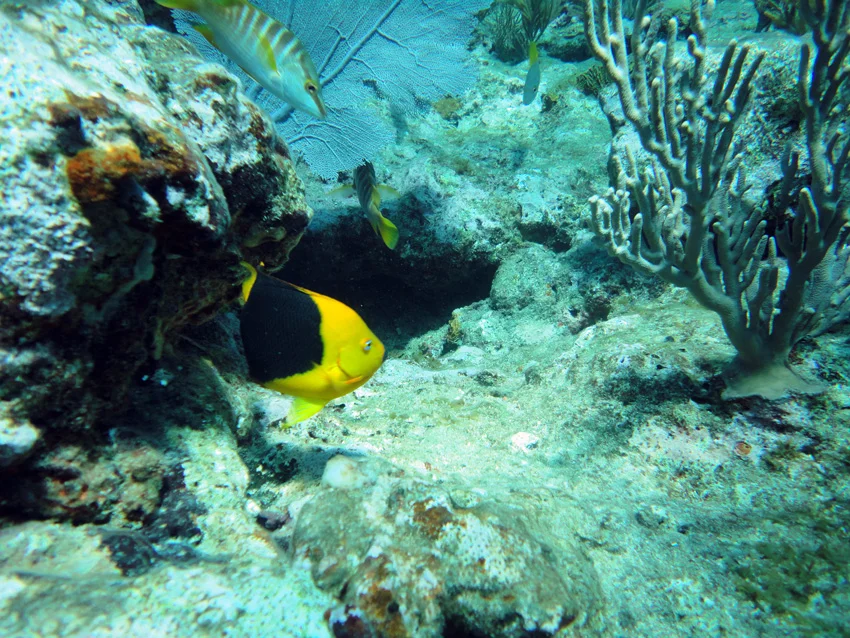 The marine life was a pleasure to see as so many fish have been fished out of existence nearer the shore