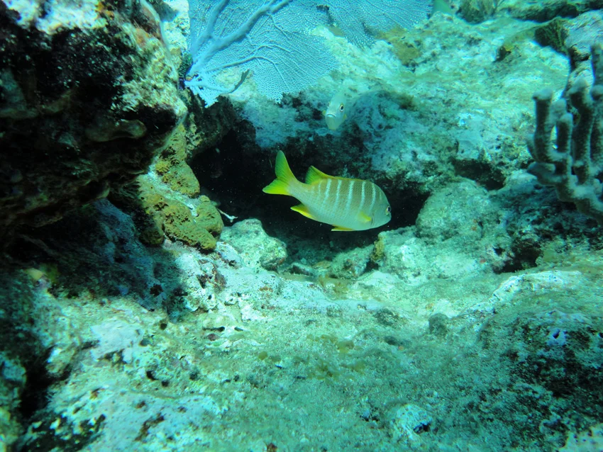 Some of the hollows in the reef, a haven for fish