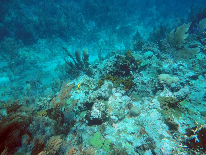 Looking at one of the iron ballast blocks and a few cannon balls on the edge of one of the reef where there is a channel down the centre