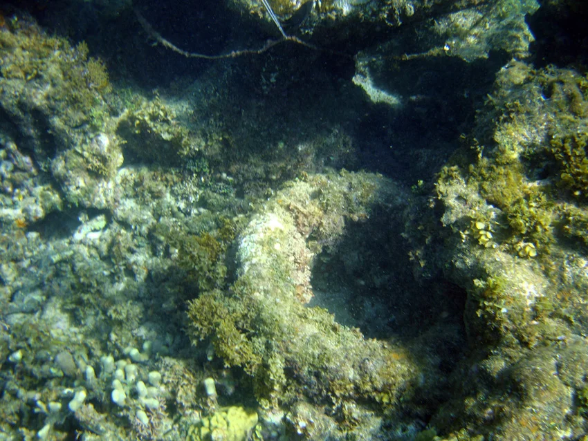 This press was almost covered with coral growth