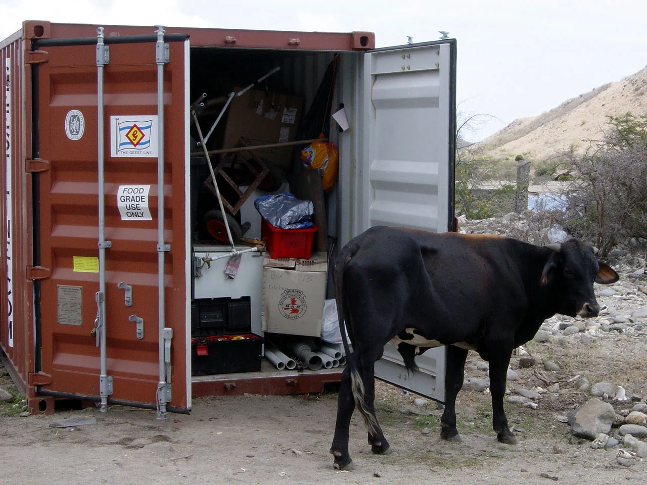 The bull inspects our equipment prior to unloading