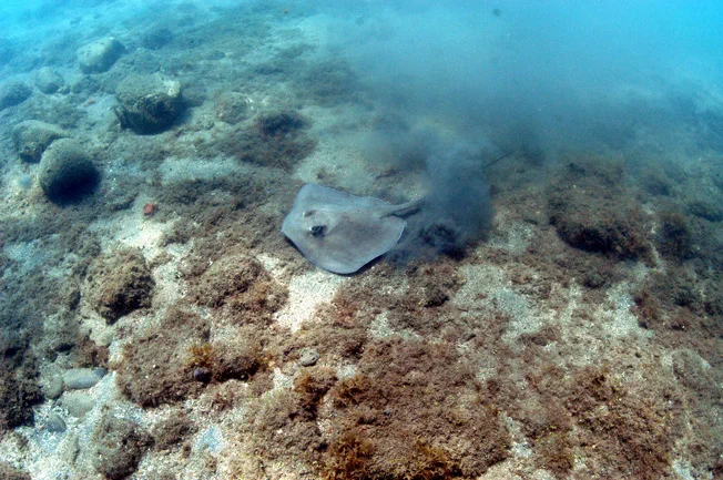 A stingray pays a visit.