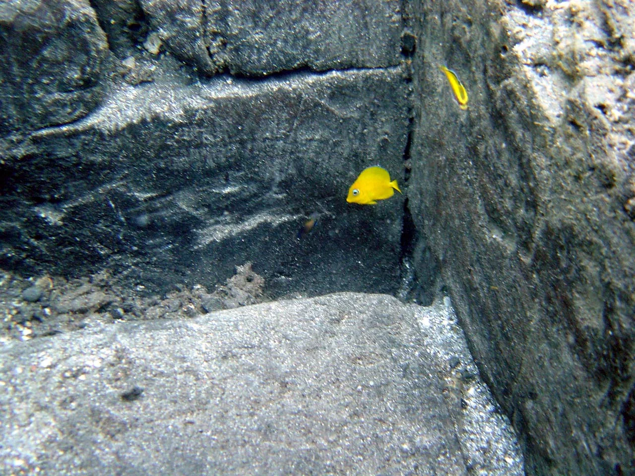The fish were quick to make the newly excavated parts of the wreck their own, here between two double heighted futtocks