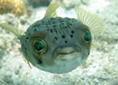 Our most faithful, cute and curios resident friends on the wreck were the puffer fish.