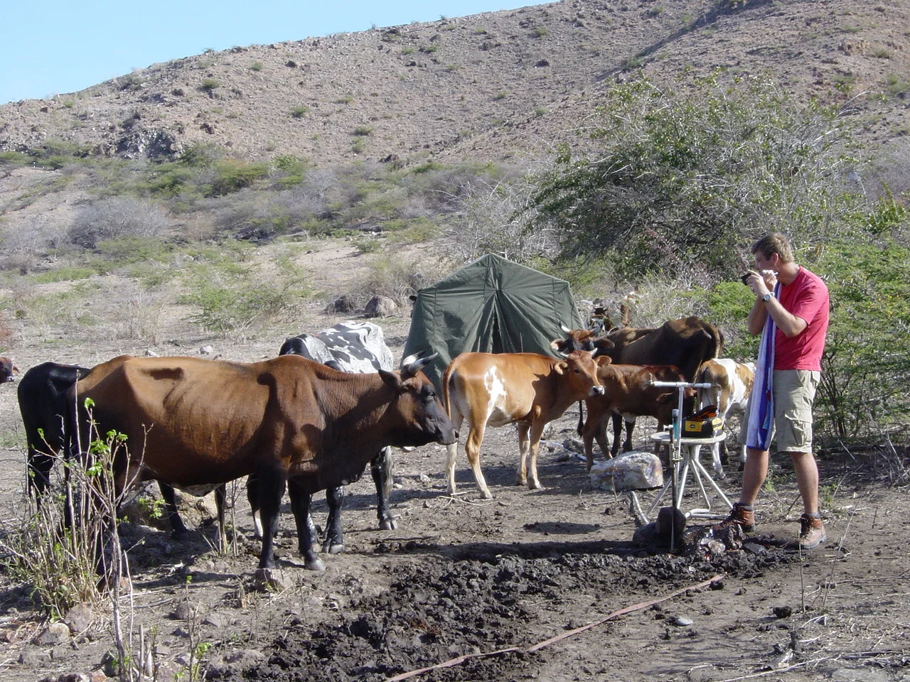 Simon shaving with cows.jpg