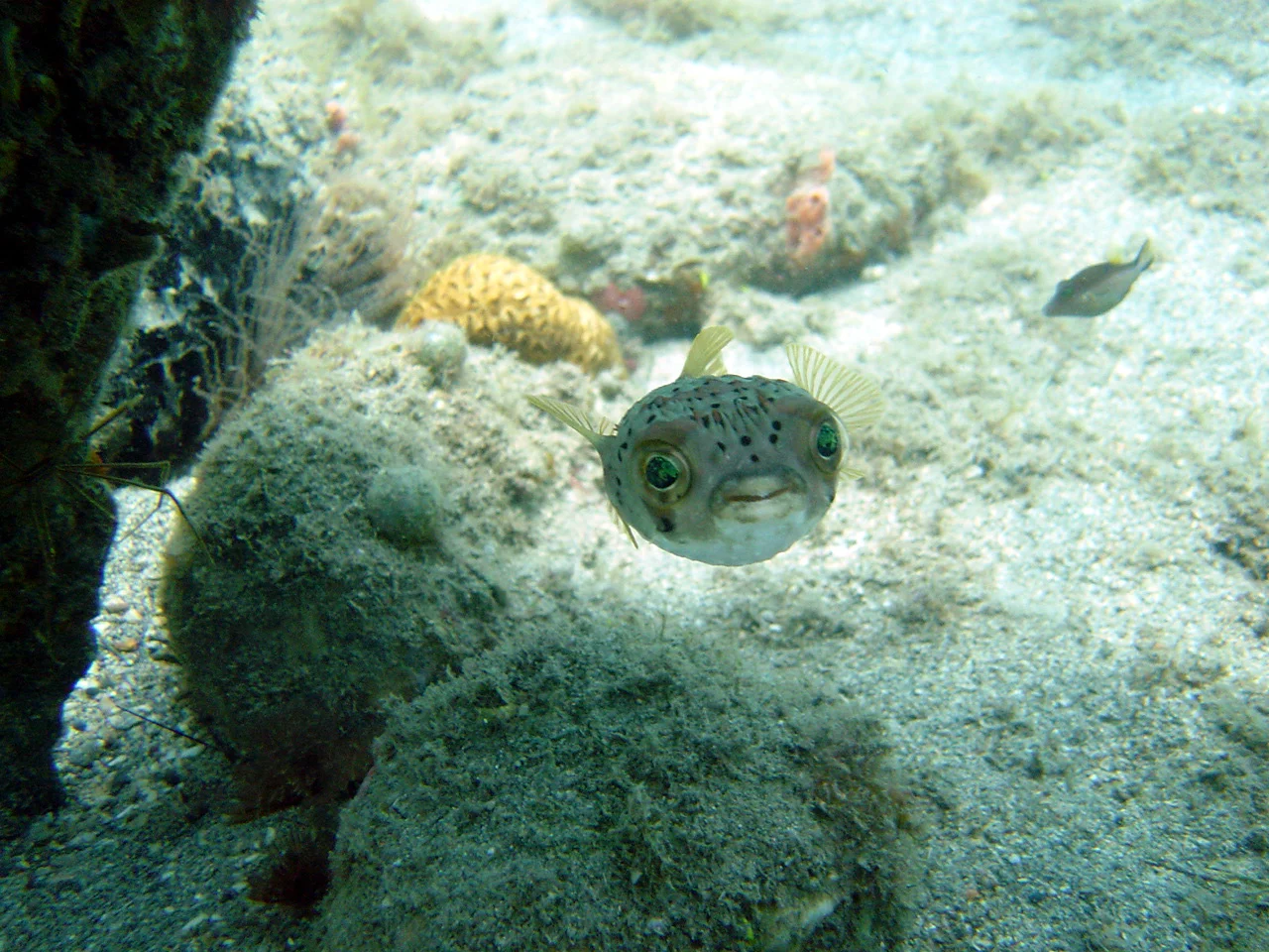 One of our cute residential puffer fish
