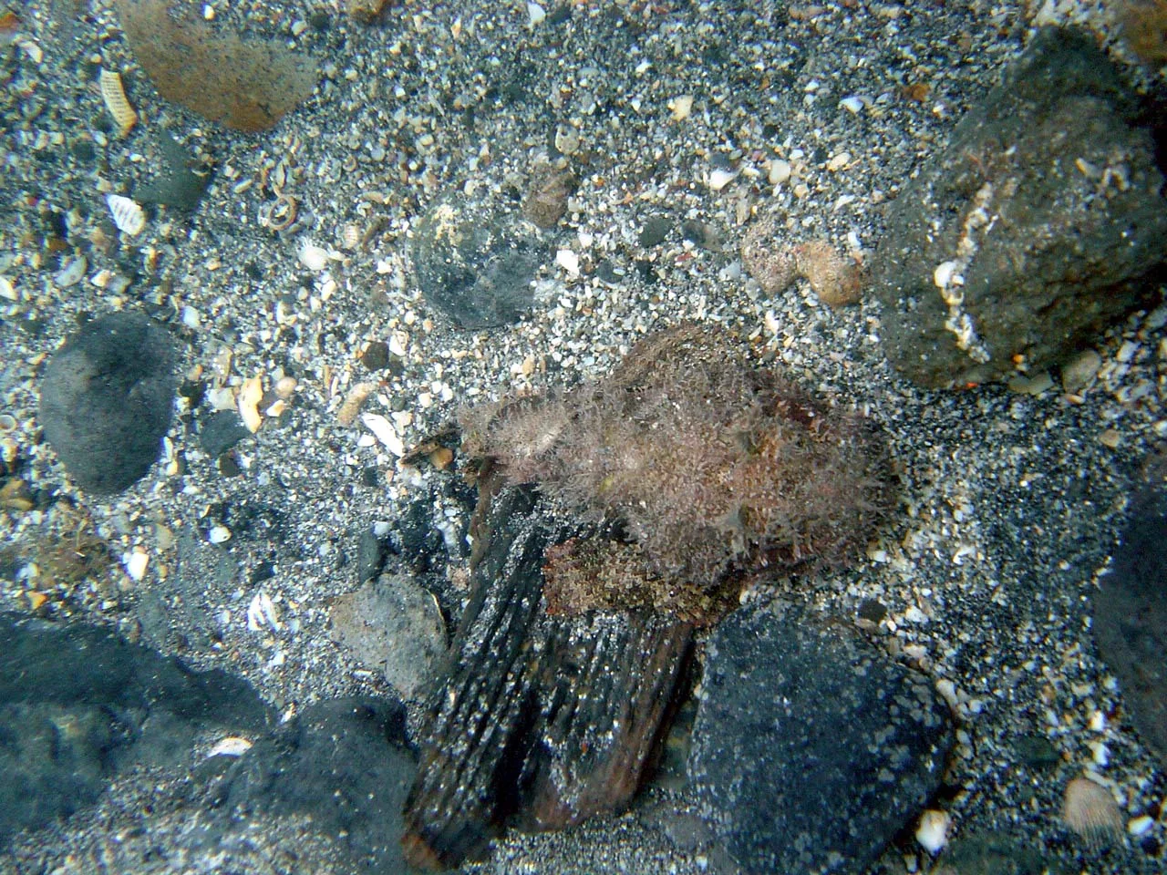 One of the dreaded poisonous Scorpion Fish, camouflaged so well one of the divers almost put his hand on it while working