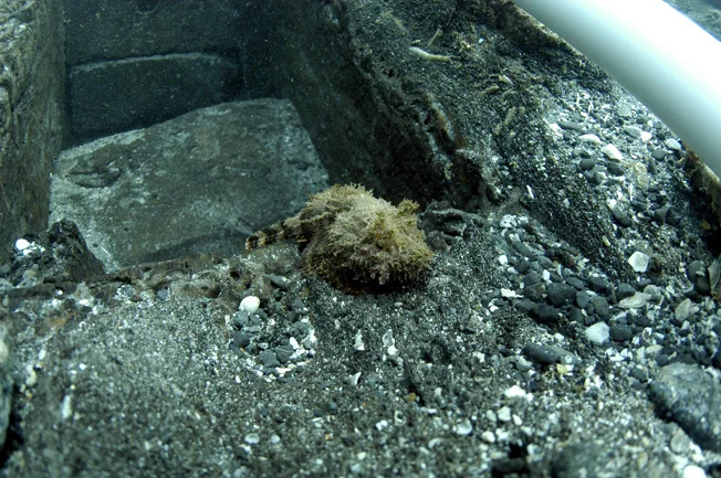 A Scorpion fish fairly visible for once.
