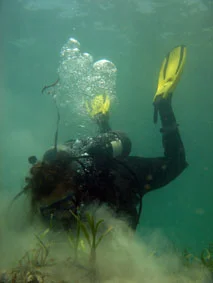 Hand fanning the sea grass away from The Tile Wreck