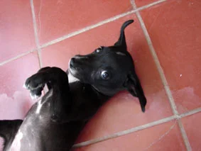 “Rub my tummy please?”