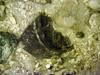 Close up of the base sherd