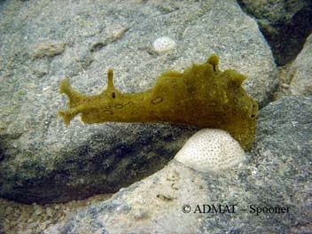 A very friendly Aplysia Dactylomela nudibranch which has made the wreck site its home