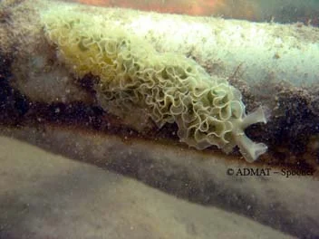 An unidentified type of nudibranch