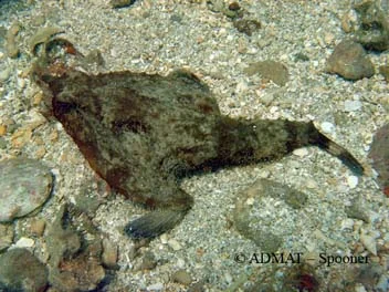 A frogfish found in the mangrove channel