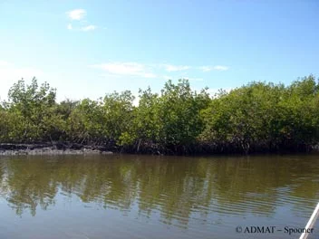 The mangroves on the way to the wreck