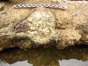 One of the trunions on Cannon No:1 with the cap square and wood from the gun carriage still attached