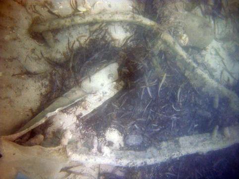 At the end of the port gugdeon there was a large section of lead sheeting attached. The lead sheeting had the same bronze copper nails which the hull copper sheering had to attach them to the hull. Note the matching lengths and iron nail positions
