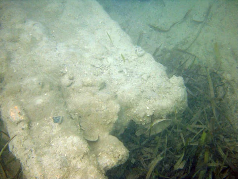 Part of the starboard large concretion