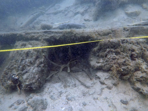 The work damage can be clearly seen at the ends of the floors and futtocks, as the worms eaten away through the timber which was American white oak according to the archives