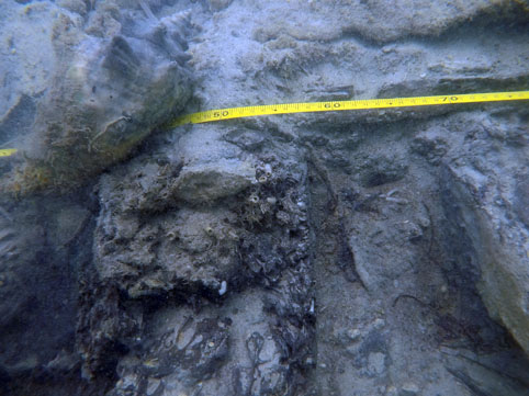The white calcareous tubes from the works can be seen protruding from the ends of the timbers