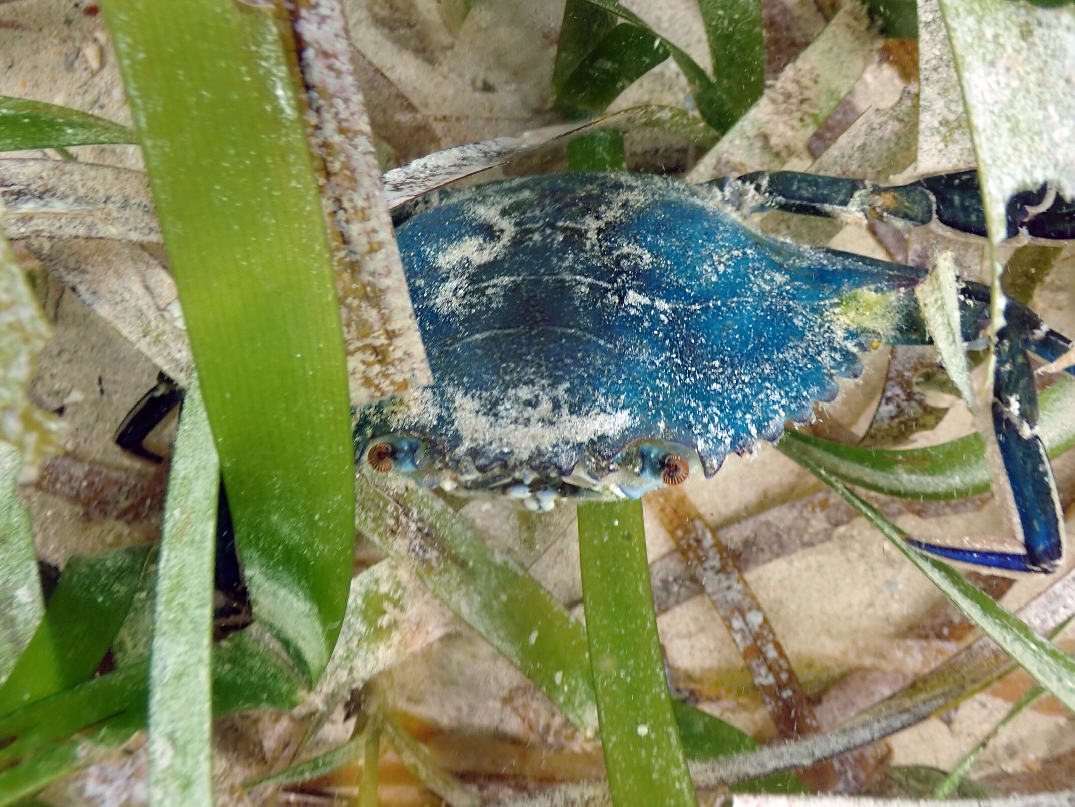 One of the local inhabitants who regards the Le Dragon wreck site as home.