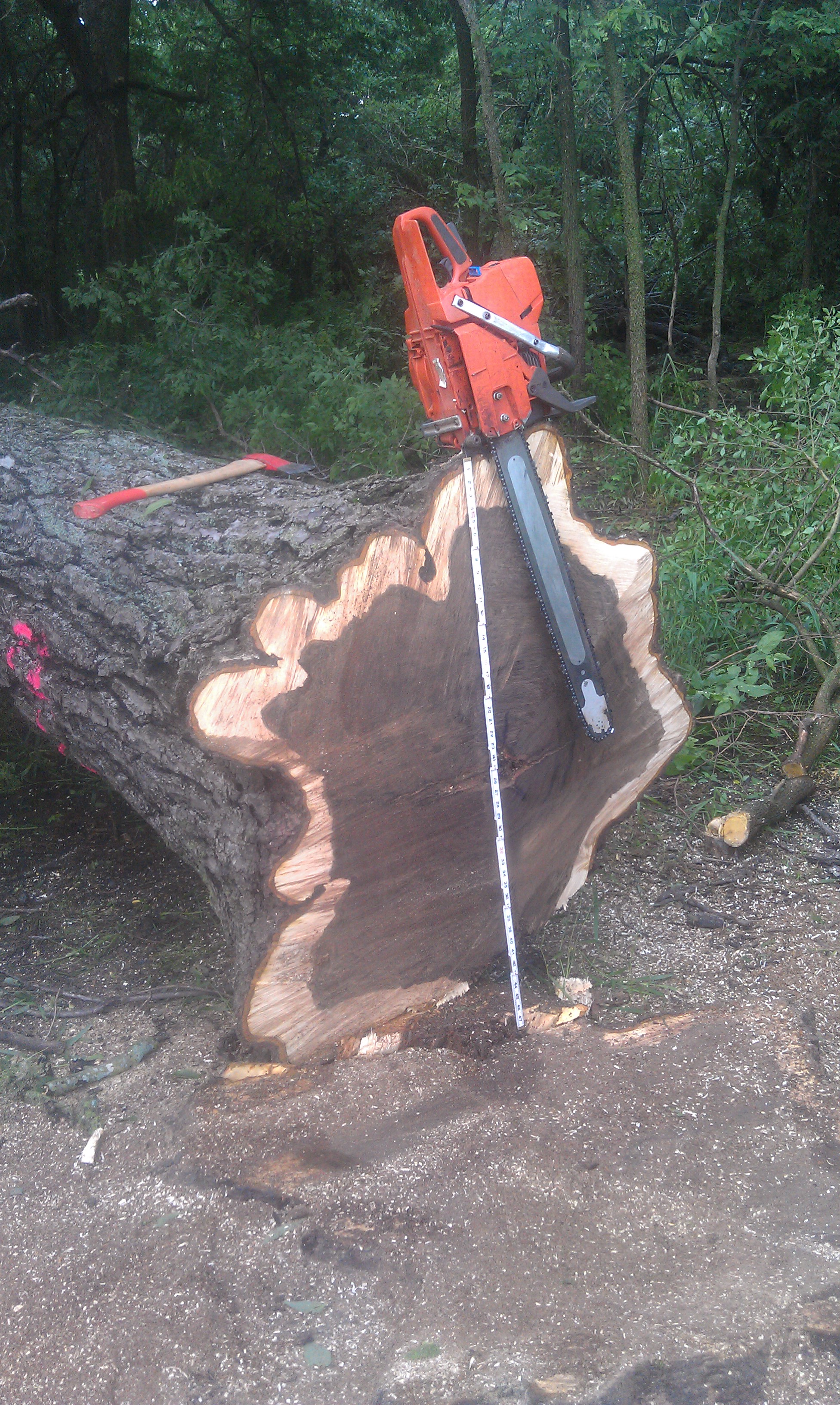 IMAG0126.jpg