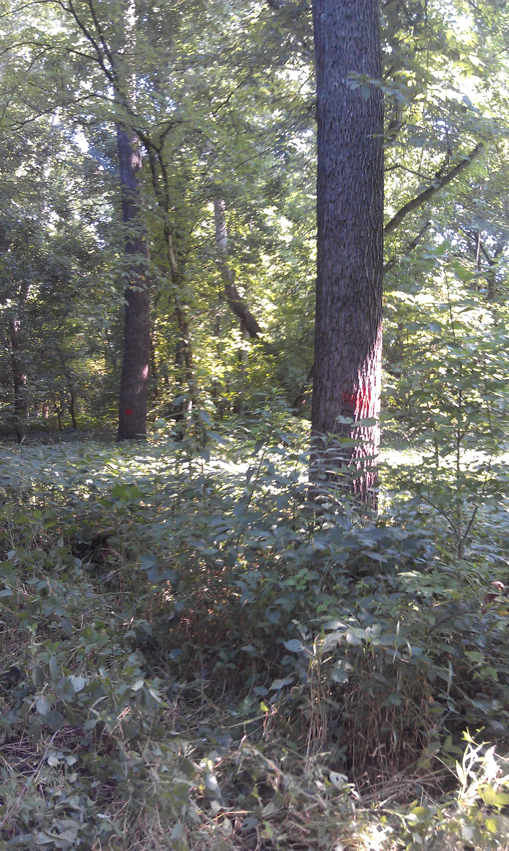 IMAG0086.jpg