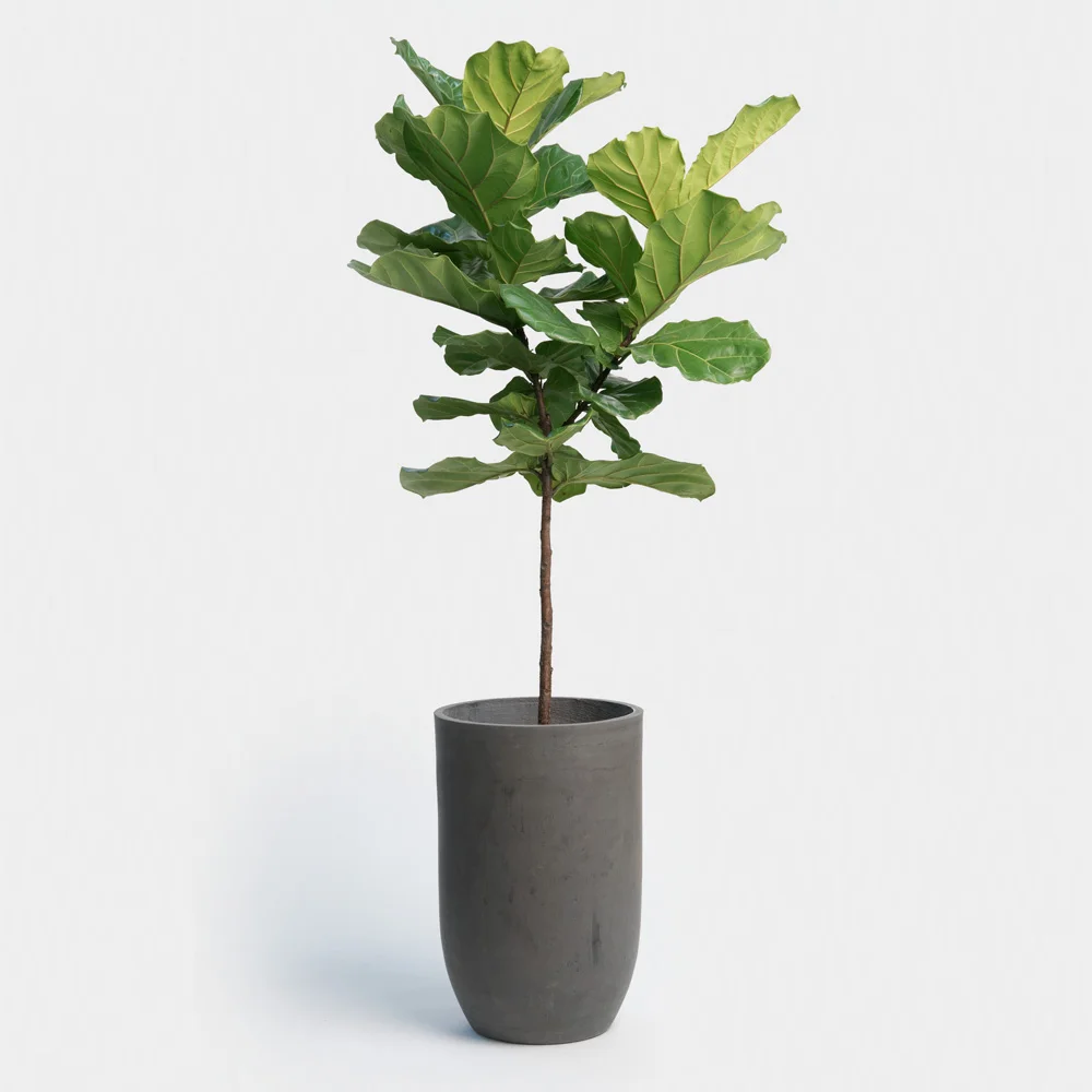 Fiddle Leaf Fig Image Via