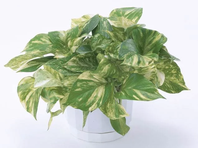 Pathos Plant Image Via