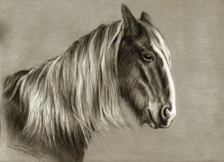 Clydesdale in Retirement