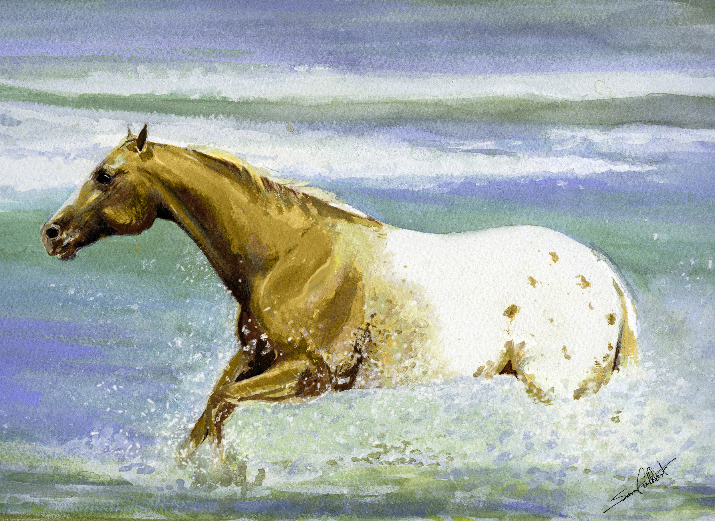 Appaloosa in the Water