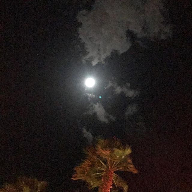 Our moon bringing together the beauty of our clouds and palm trees💫a simple joy✨#nature #naturephotography #simplejoys #peaceful #mindfulness #beauty