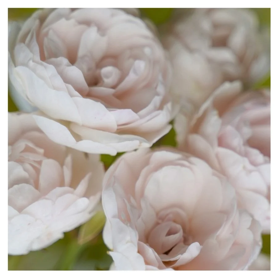 A Halloween Trick or Treat