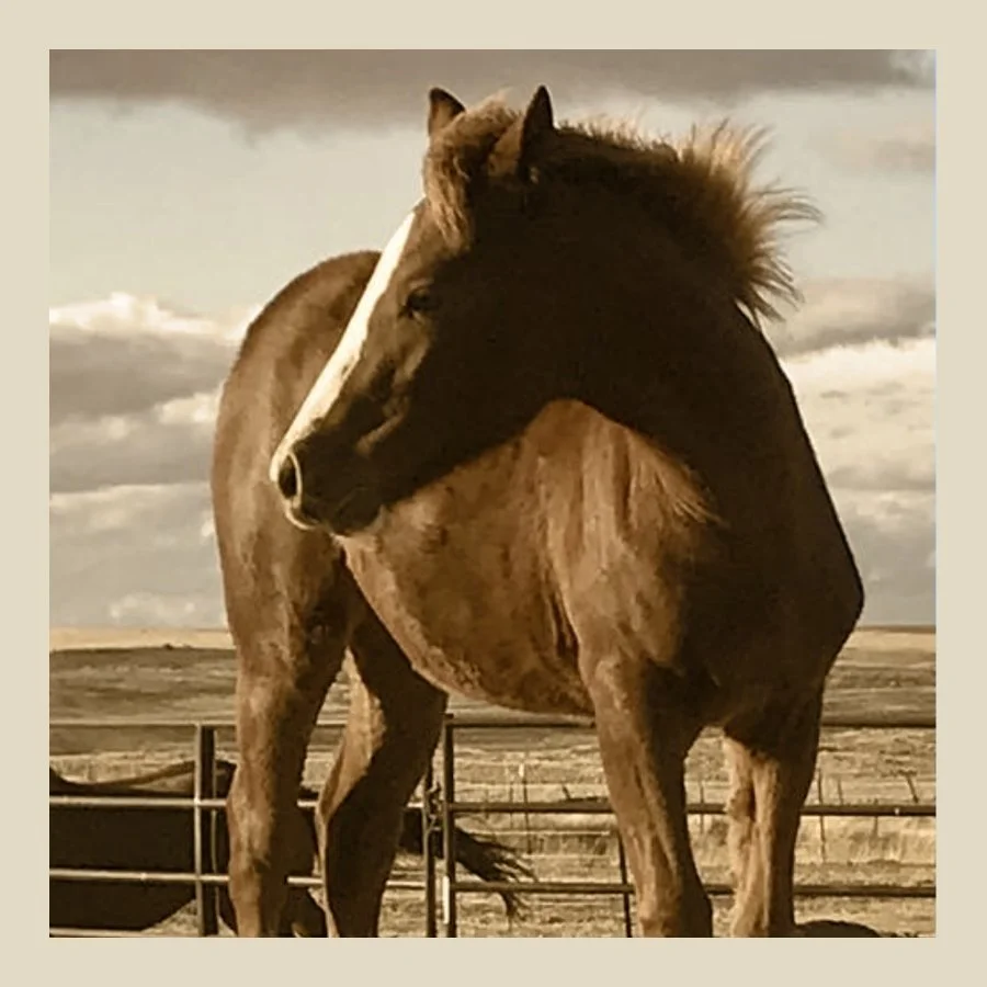 Our First Real Home In A Simple Life