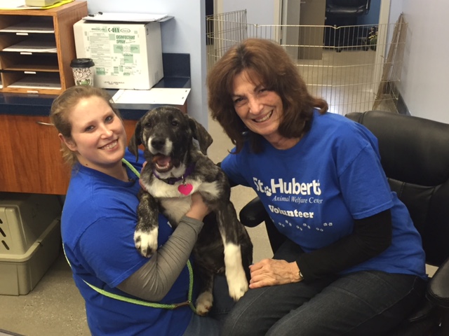 Volunteer Opportunities in NJ | St. Hubert's Animal Welfare Center