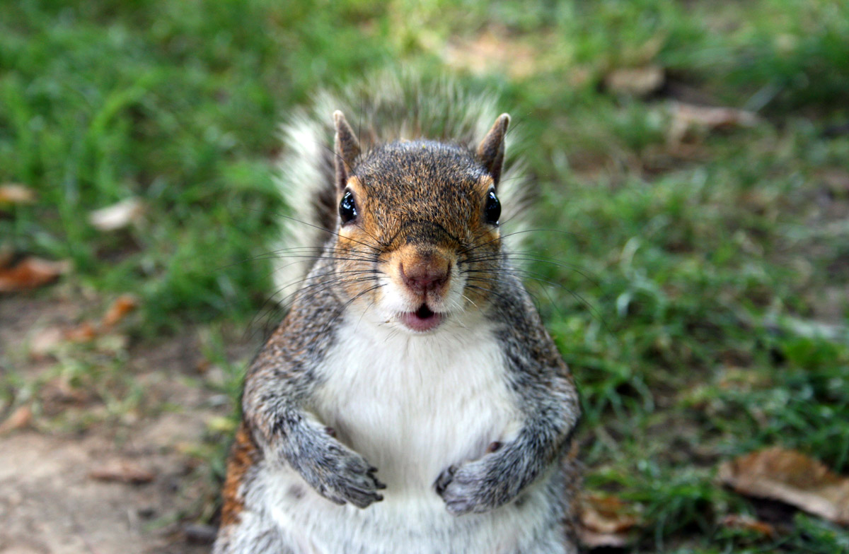 squirrel-post4.jpg