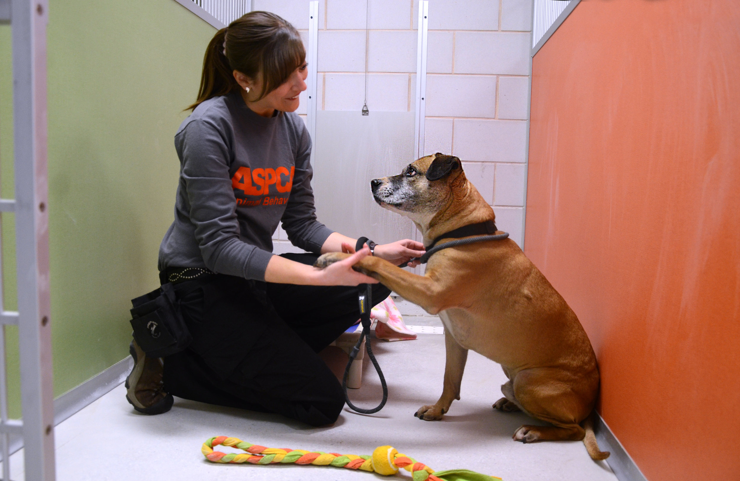 ASPCA Behavioral Rehabilitation Center Announces Permanent Relocation; Celebrates Final Group of Canine “Graduates” at St. Hubert's Animal Welfare Center ASPCA Behavioral Rehabilitation Center Announces Permanent Relocation; Celebrates Final Group of Canine “Graduates” at St. Hubert's Animal Welfare Center