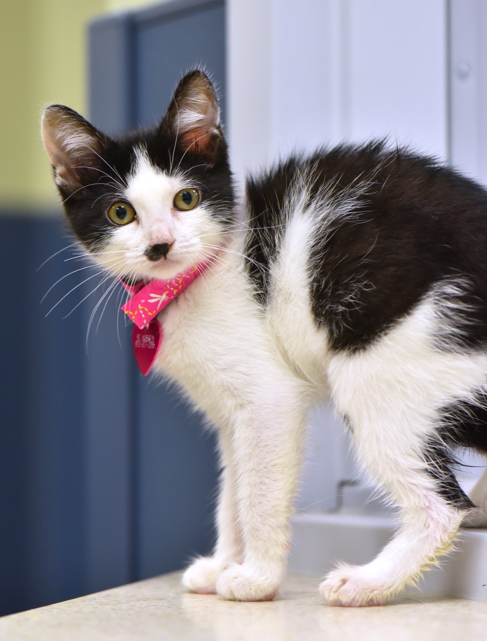 st huberts cat adoption