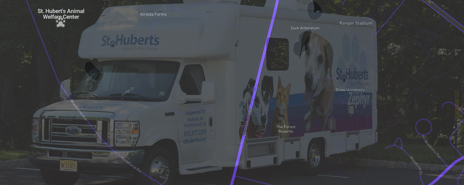 st huberts cat adoption