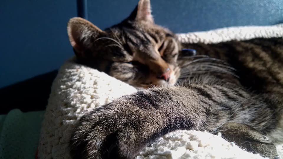 cat.jpg