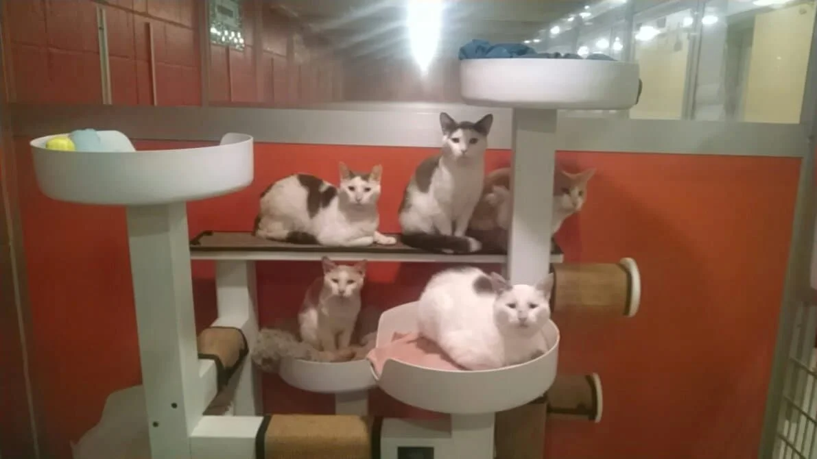 From Crisis to Care Emergency Cat Rescue Totals 193