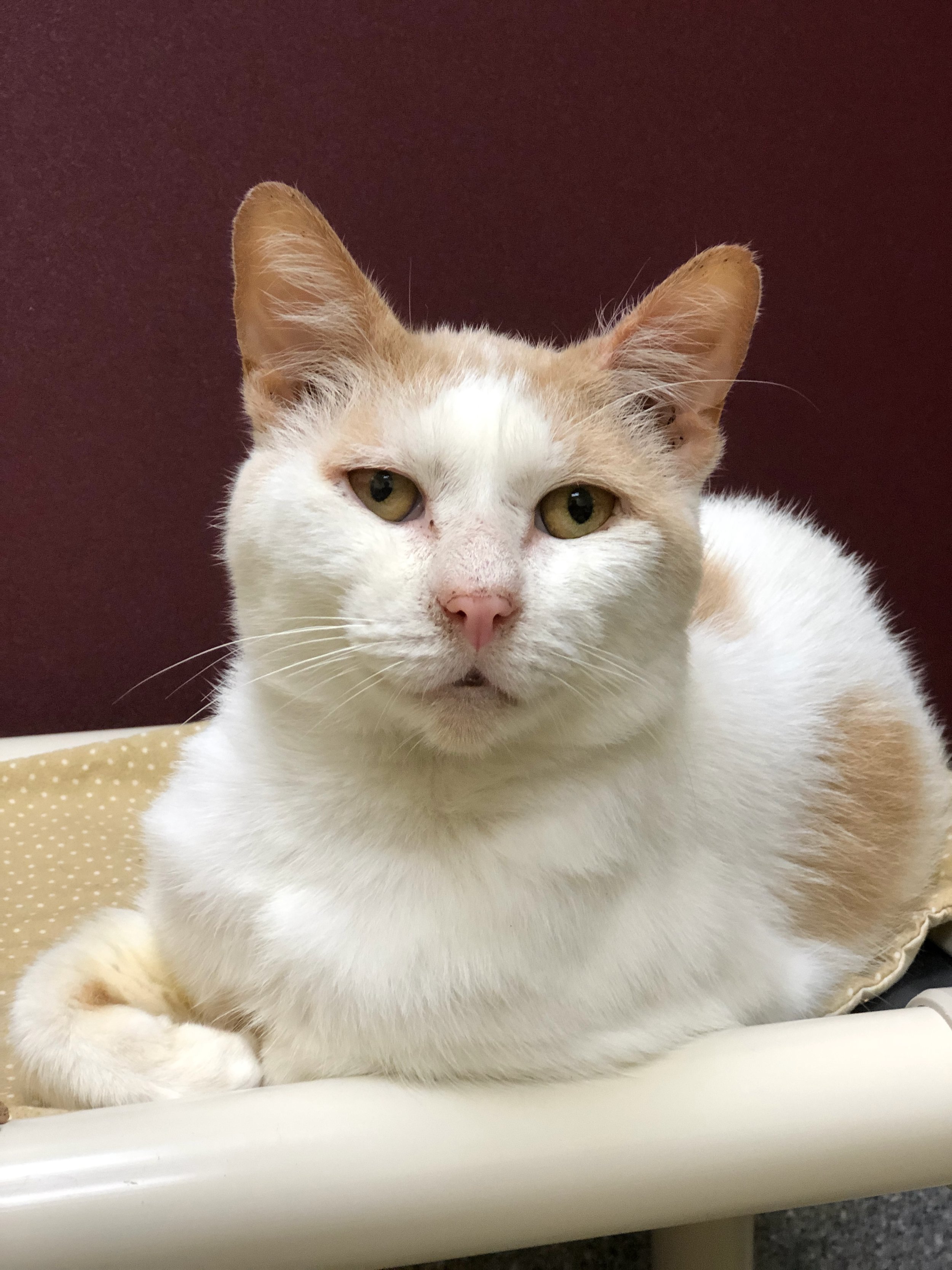 st huberts cat adoption