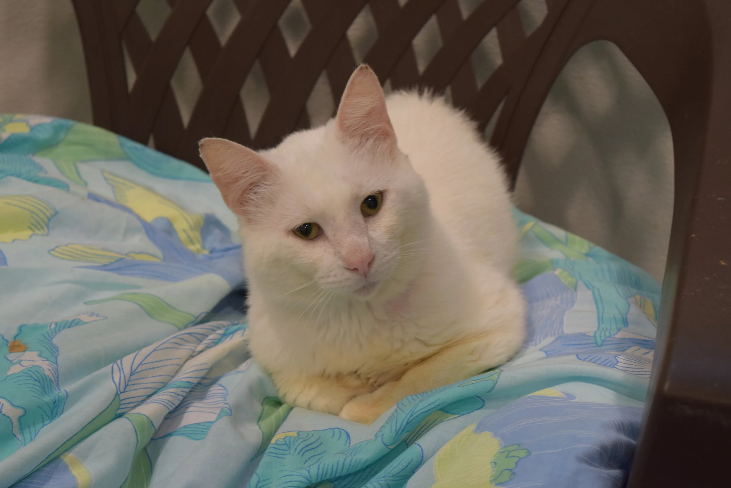 st huberts cat adoption